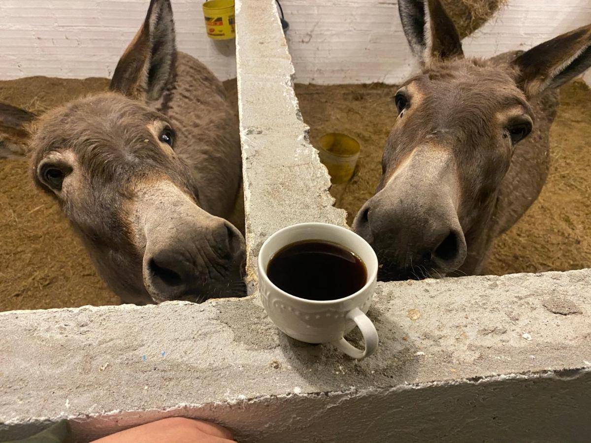 Hospedaje Rancho Guadalupe La Suiza Екстериор снимка